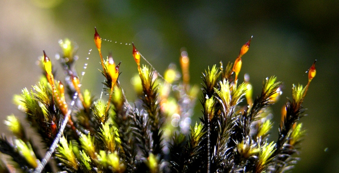 racomitrium lamprocarpum